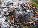 Tilachlidium brachiatum image
