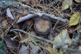 Psathyrella delineata image