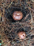 Suillus brevipes image