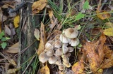 Mycena inclinata image