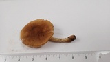 Pluteus leoninus image