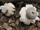 Geastrum rufescens image