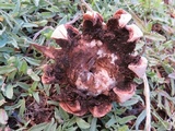 Geastrum rufescens image