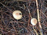 Rhodocollybia butyracea image