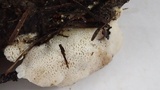 Tyromyces leucospongia image