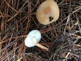Rhodocollybia butyracea image