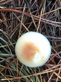 Rhodocollybia butyracea image