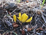 Neolecta irregularis image