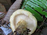 Lactarius scrobiculatus image