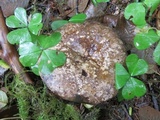 Russula nigricans image