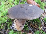 Tylopilus porphyrosporus image