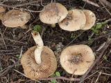 Hebeloma subtortum image