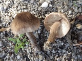 Inocybe lacera image