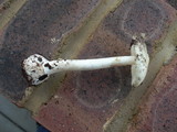 Amanita citrina f. lavendula image