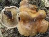 Paxillus involutus image