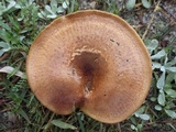 Paxillus involutus image