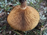 Paxillus involutus image