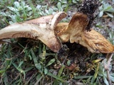 Paxillus involutus image