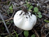 Lycoperdon pratense image