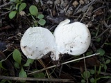 Lycoperdon pratense image