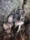 Coprinopsis echinospora image