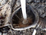 Coprinopsis echinospora image