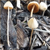 Conocybe siliginea image