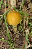 Amanita flavorubens image