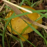 Amanita flavorubens image