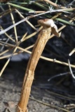 Battarrea phalloides image