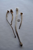 Battarrea phalloides image