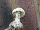 Amanita citrina f. lavendula image