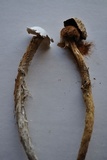 Battarrea phalloides image
