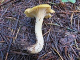 Cantharellus formosus image