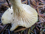 Cantharellus formosus image