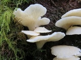 Pleurocybella porrigens image