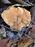 Hydnum umbilicatum image