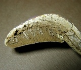 Ganoderma curtisii image