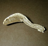 Ganoderma curtisii image