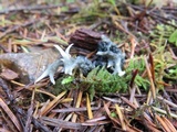 Helminthosphaeria clavariarum image