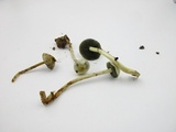 Protostropharia semiglobata image