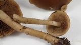 Psathyrella piluliformis image