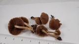 Psathyrella piluliformis image