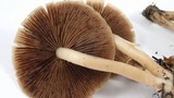 Psathyrella piluliformis image