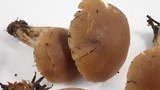 Psathyrella piluliformis image