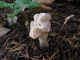 Helvella crispa image