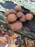 Psathyrella piluliformis image