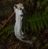 Hypomyces cervinigenus image