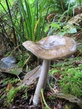 Amanita pachycolea image