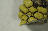 Pleopsidium flavum image